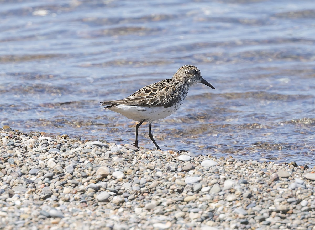 Dunlin - ML659332287