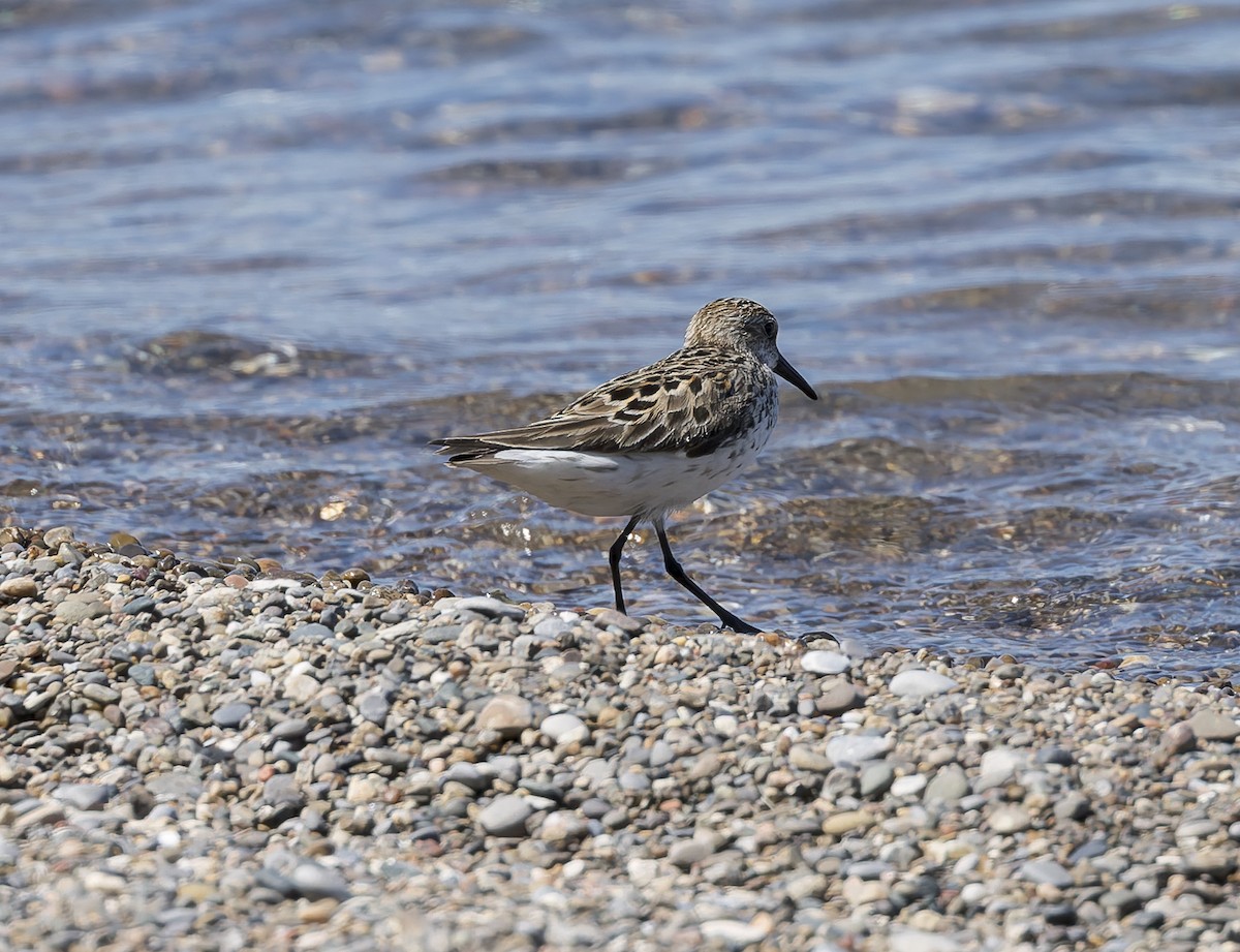 Dunlin - ML659332289