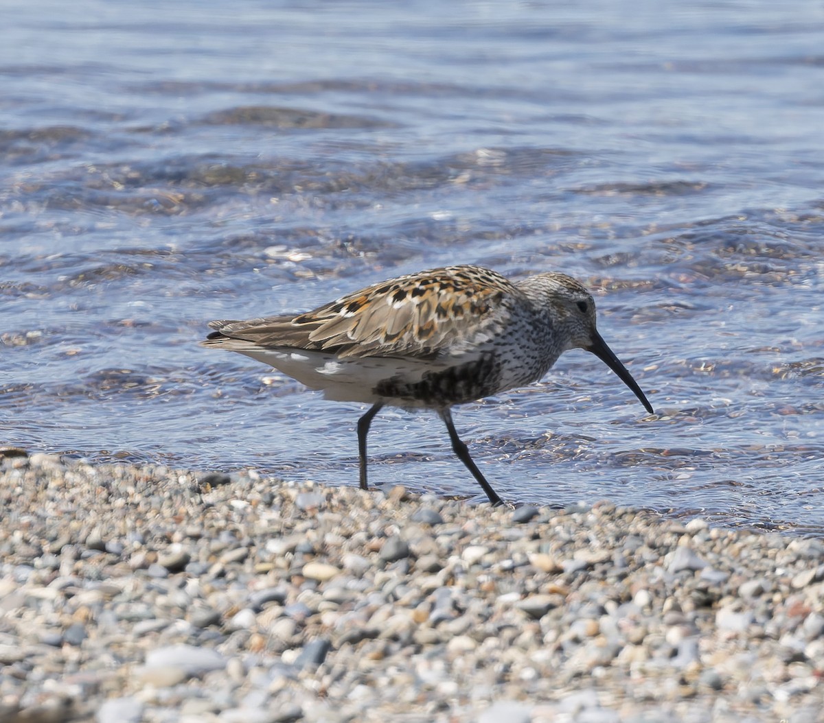 Dunlin - ML659332290