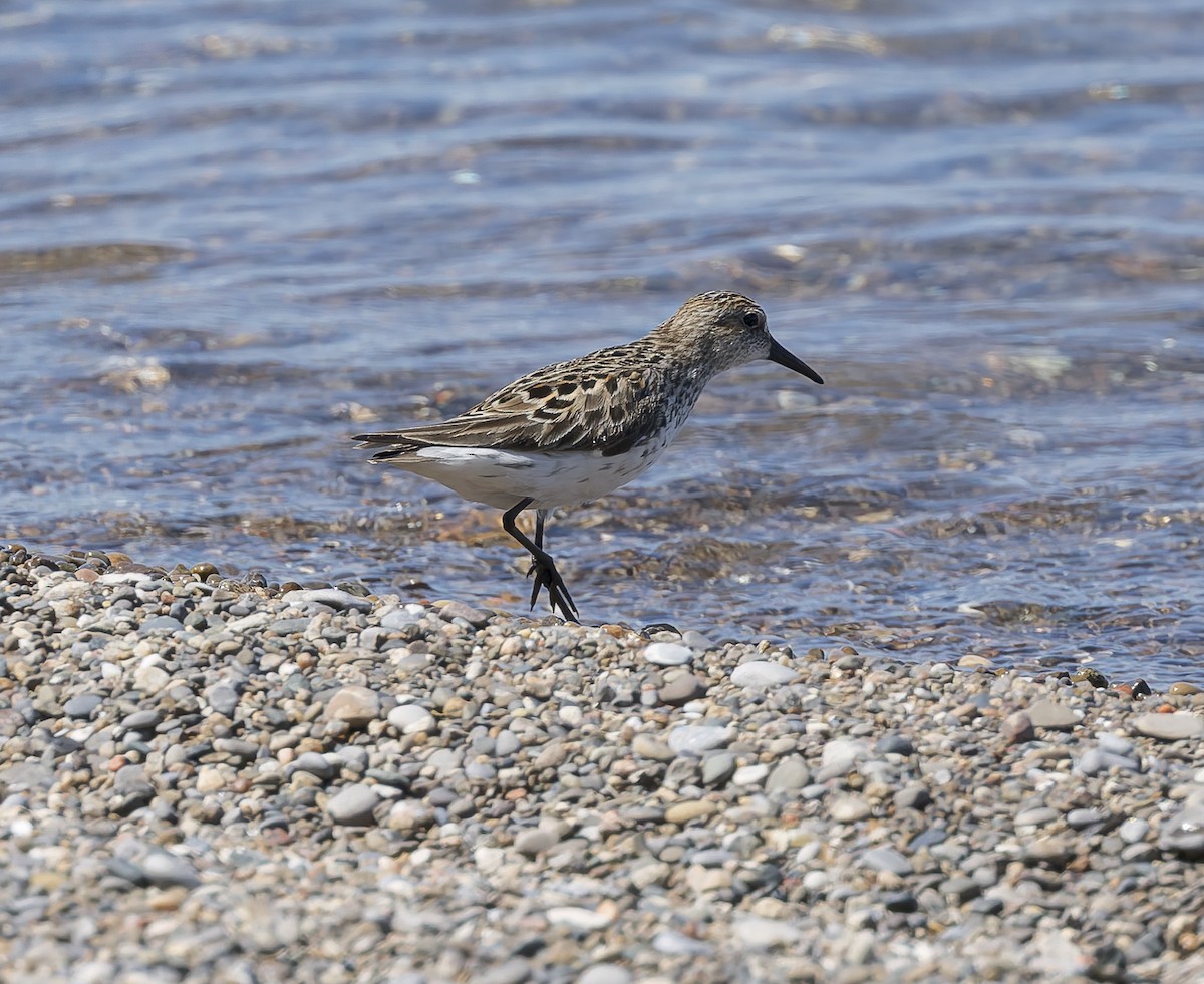 Dunlin - ML659332291