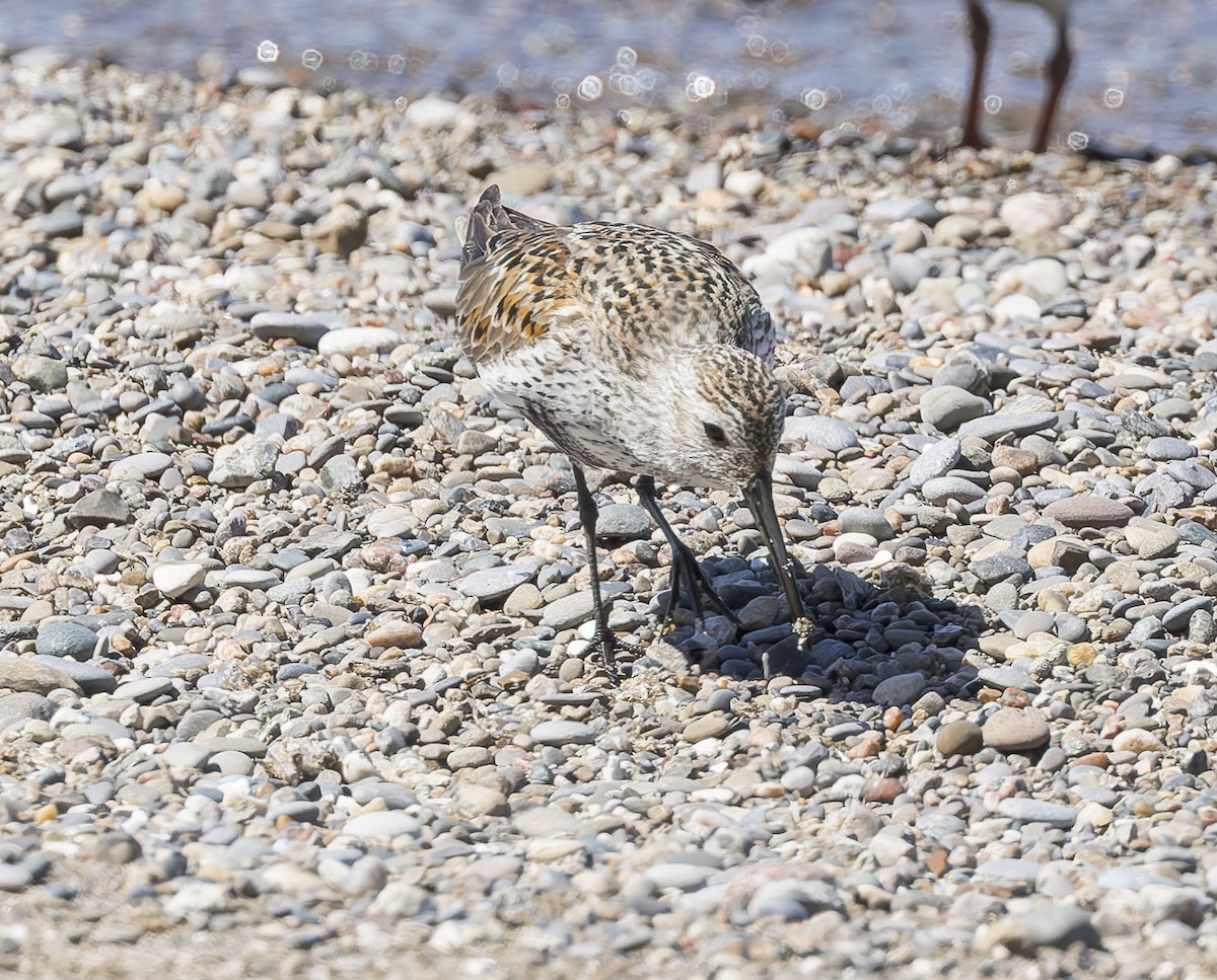Dunlin - ML659332292