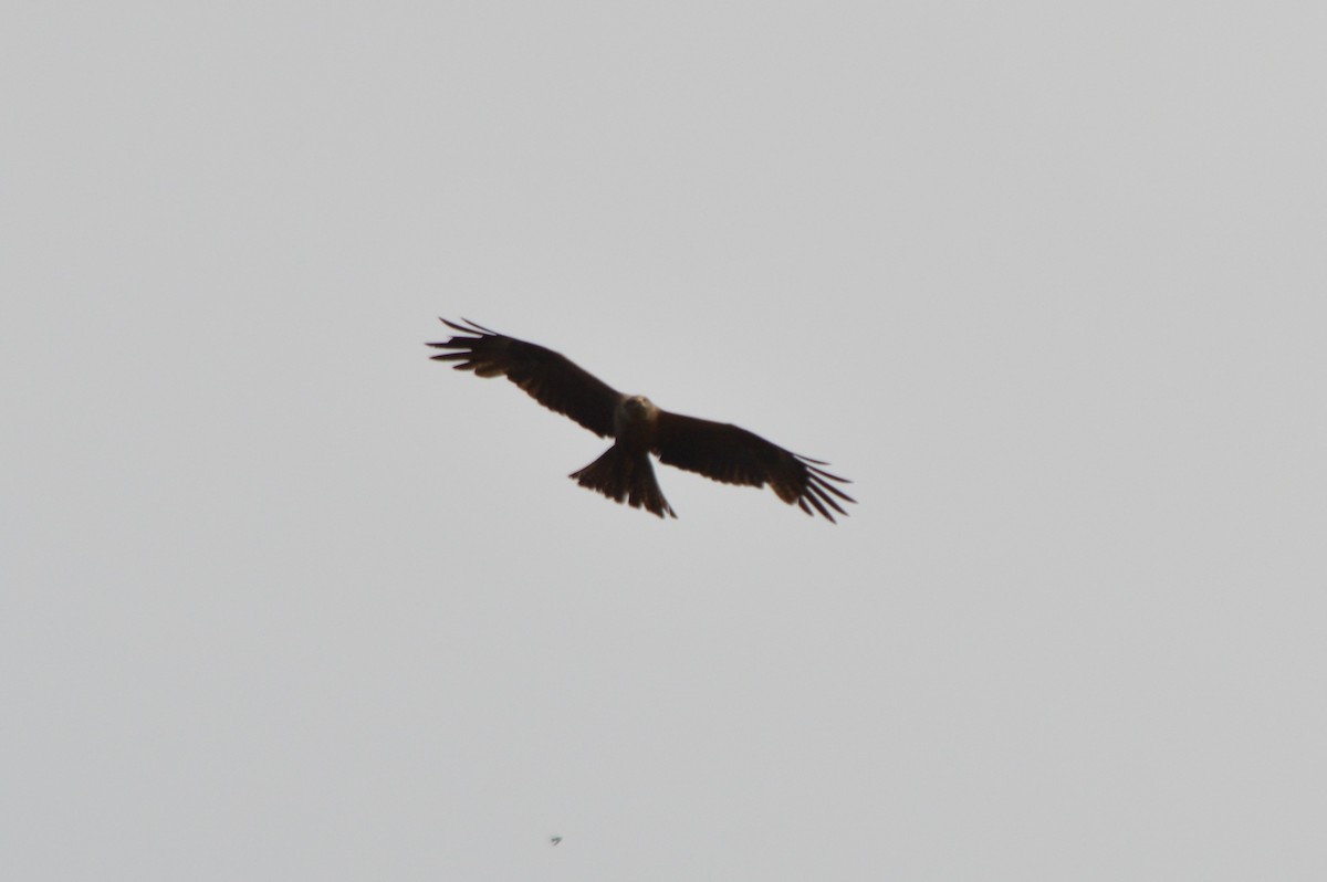Black Kite - ML659332295