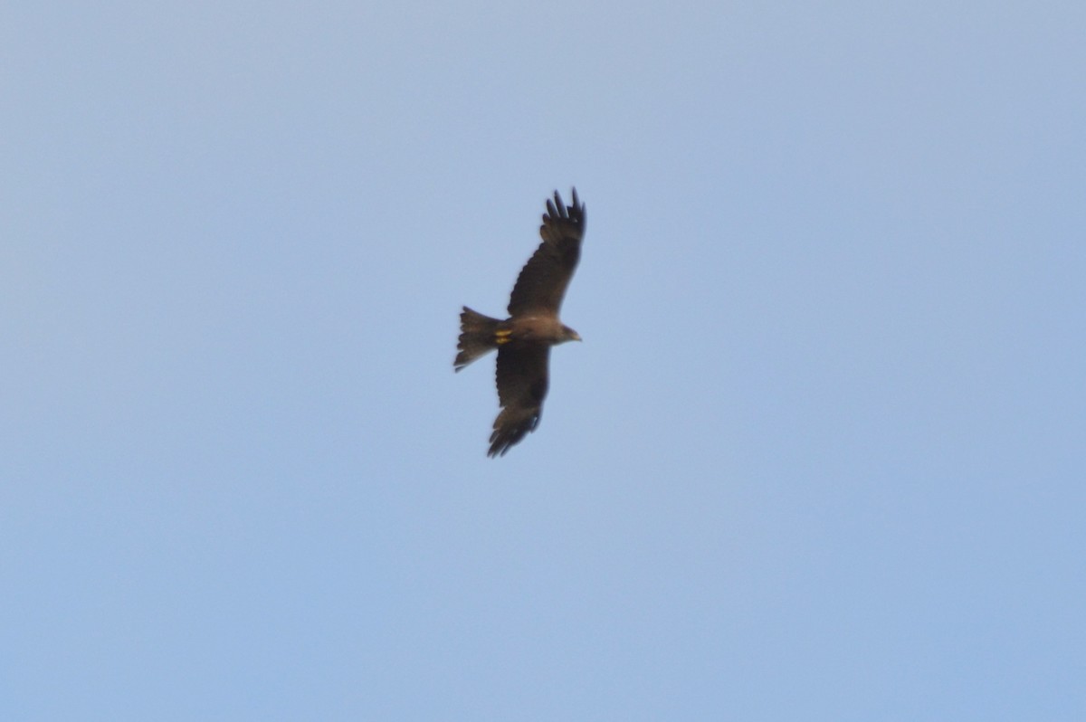 Black Kite - ML659332303