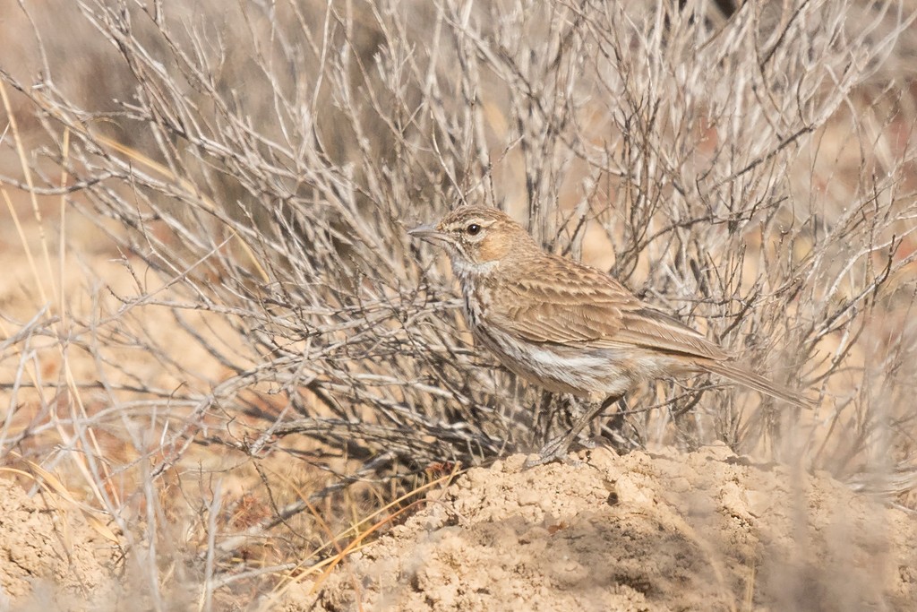 Karoo Lark - ML659332647