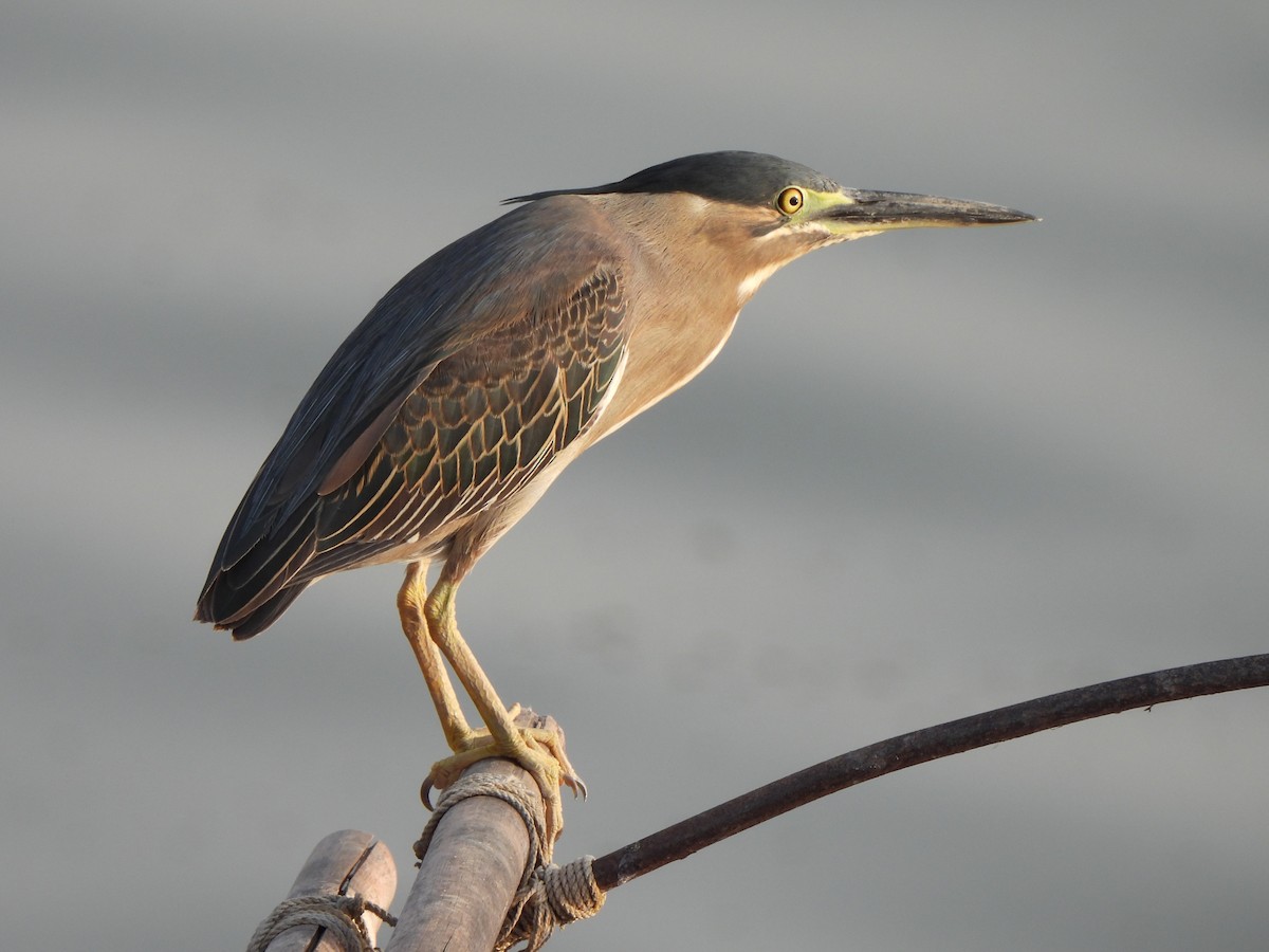 Little Heron - ML659332714