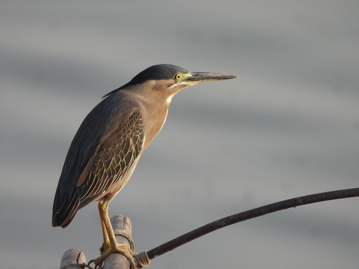 Little Heron - ML659332715
