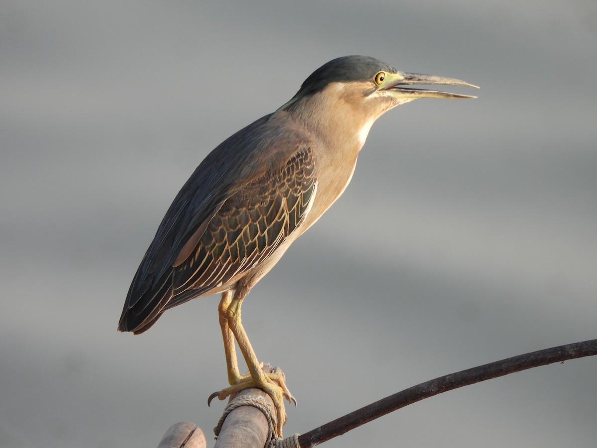 Little Heron - ML659332716