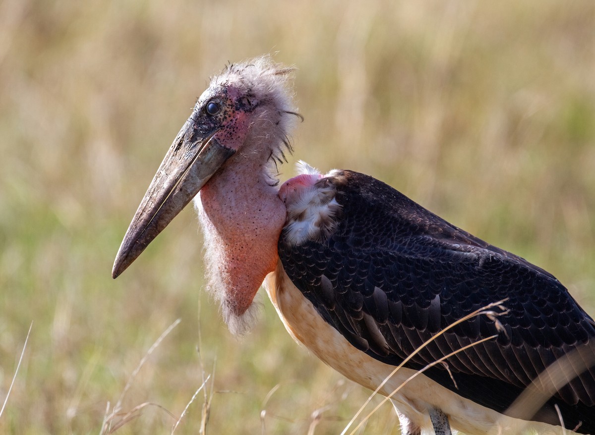 marabu africký - ML659332860