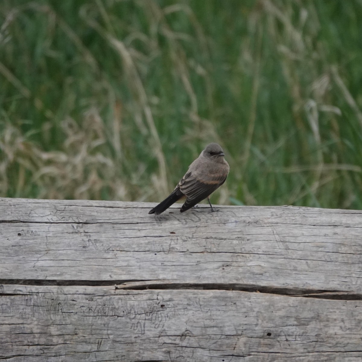 Say's Phoebe - ML659332987