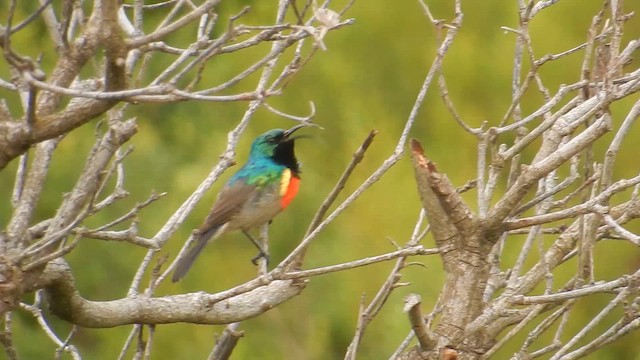 Greater Double-collared Sunbird - ML659333070
