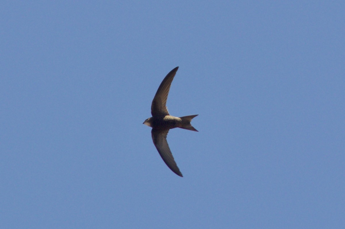 Common Swift - ML659333302