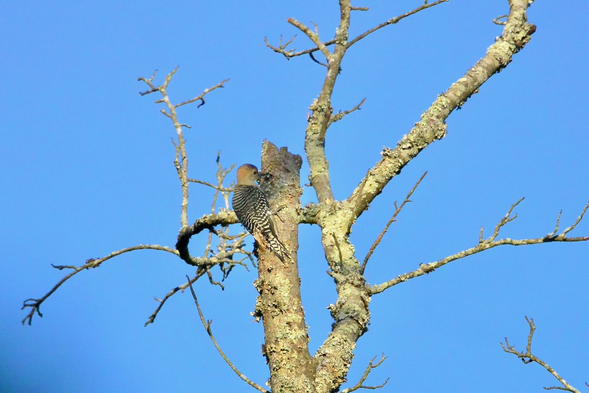 Red-bellied Woodpecker - ML659333462