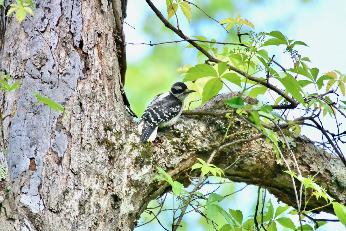 Downy Woodpecker - ML659333471