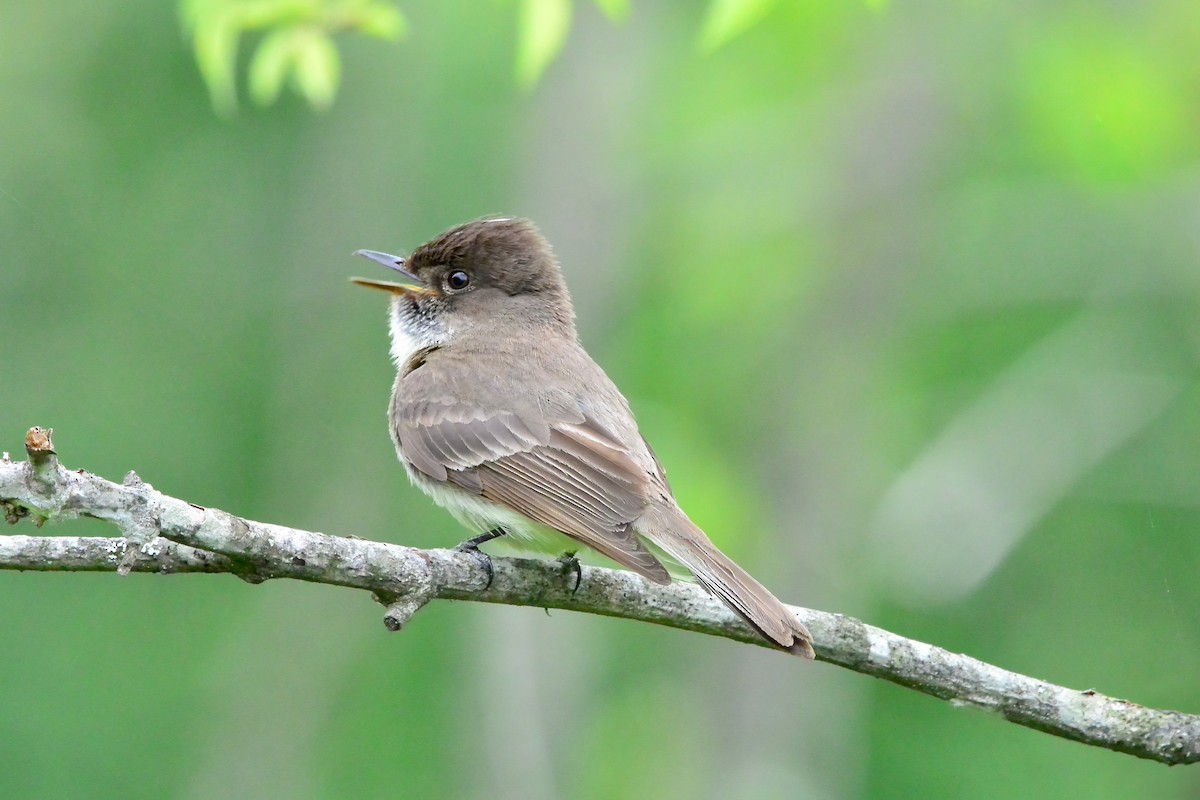 Eastern Phoebe - ML659333475