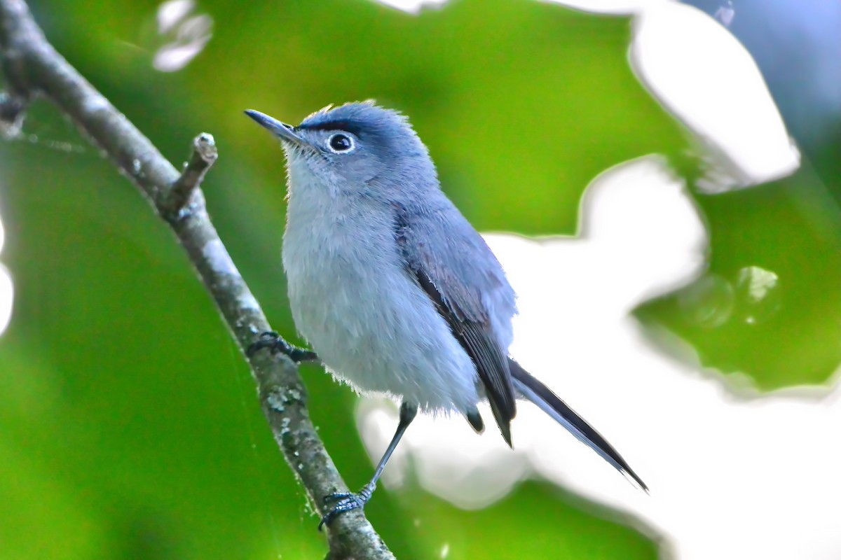 Blue-gray Gnatcatcher - ML659333501
