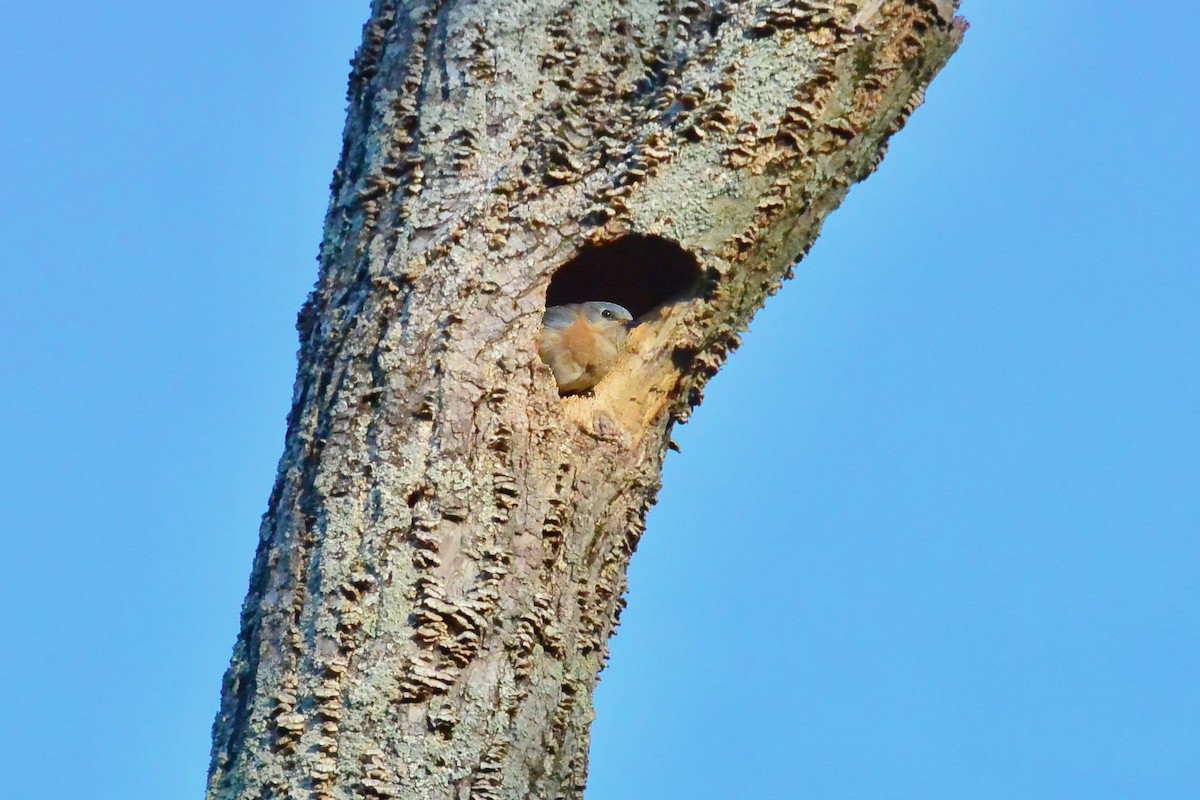 Eastern Bluebird - ML659333508
