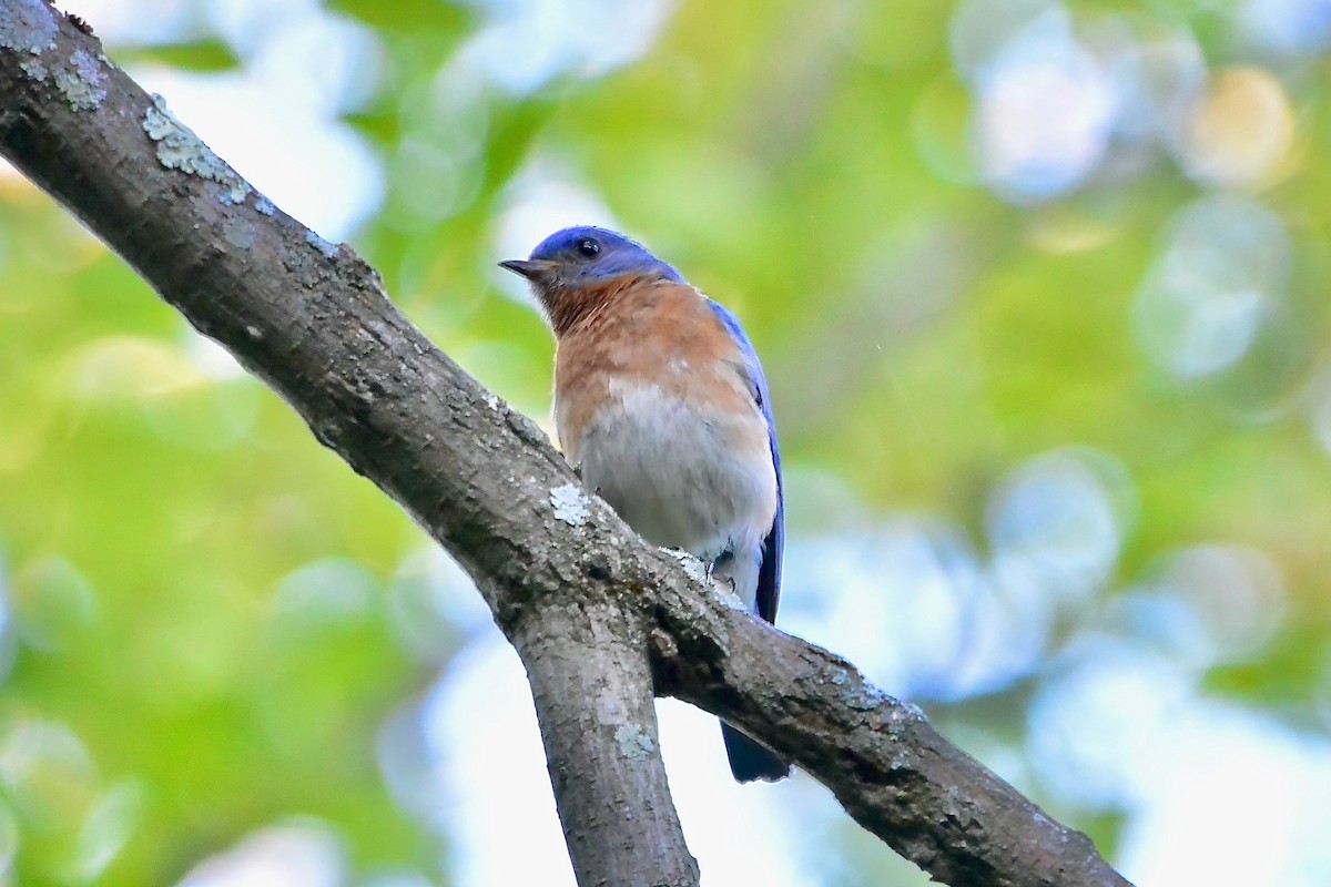 Eastern Bluebird - ML659333509