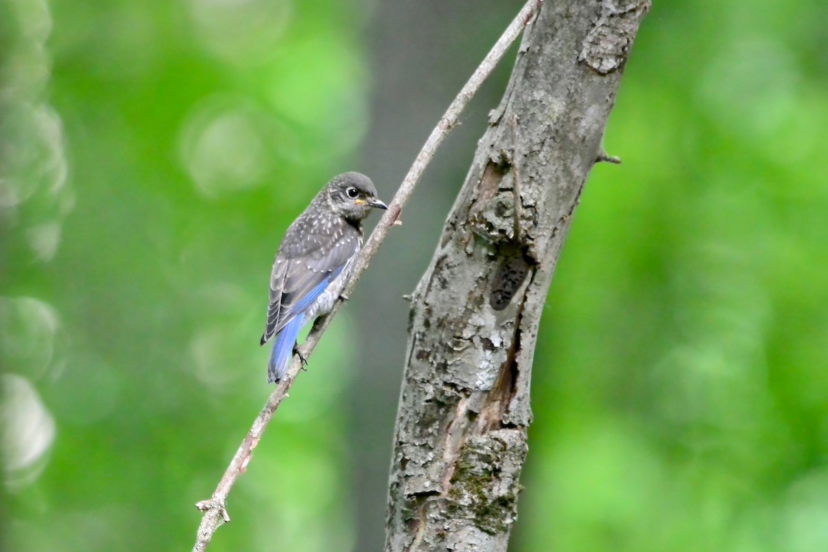 Eastern Bluebird - ML659333511