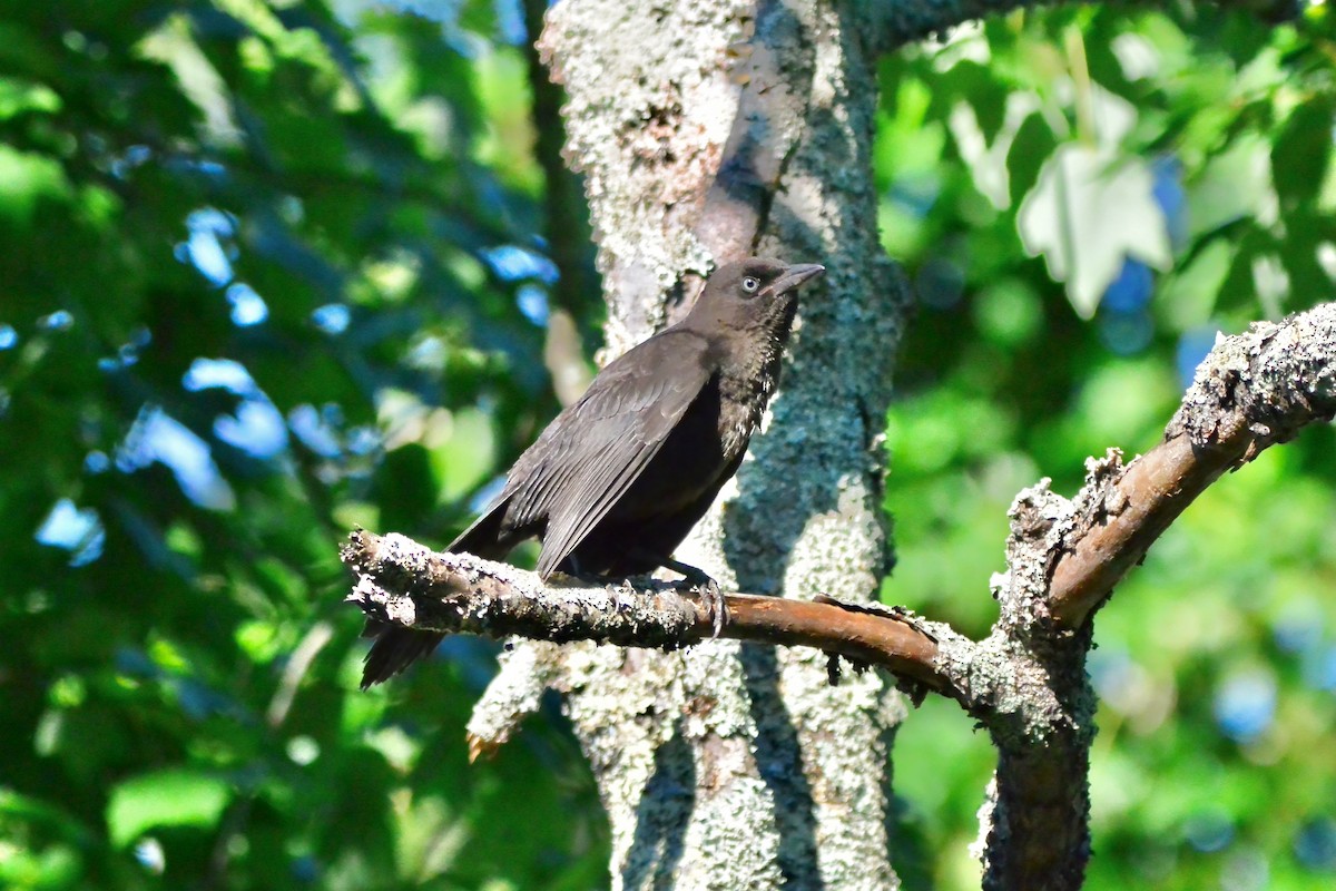 Common Grackle - ML659333523