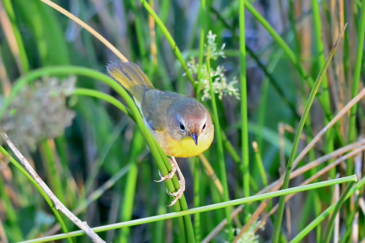 Common Yellowthroat - ML659333539