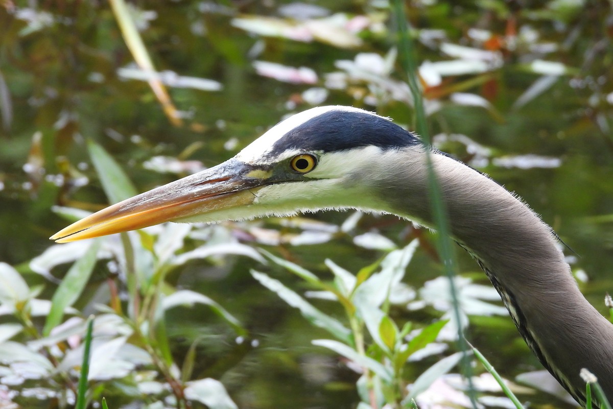Great Blue Heron - ML659333596