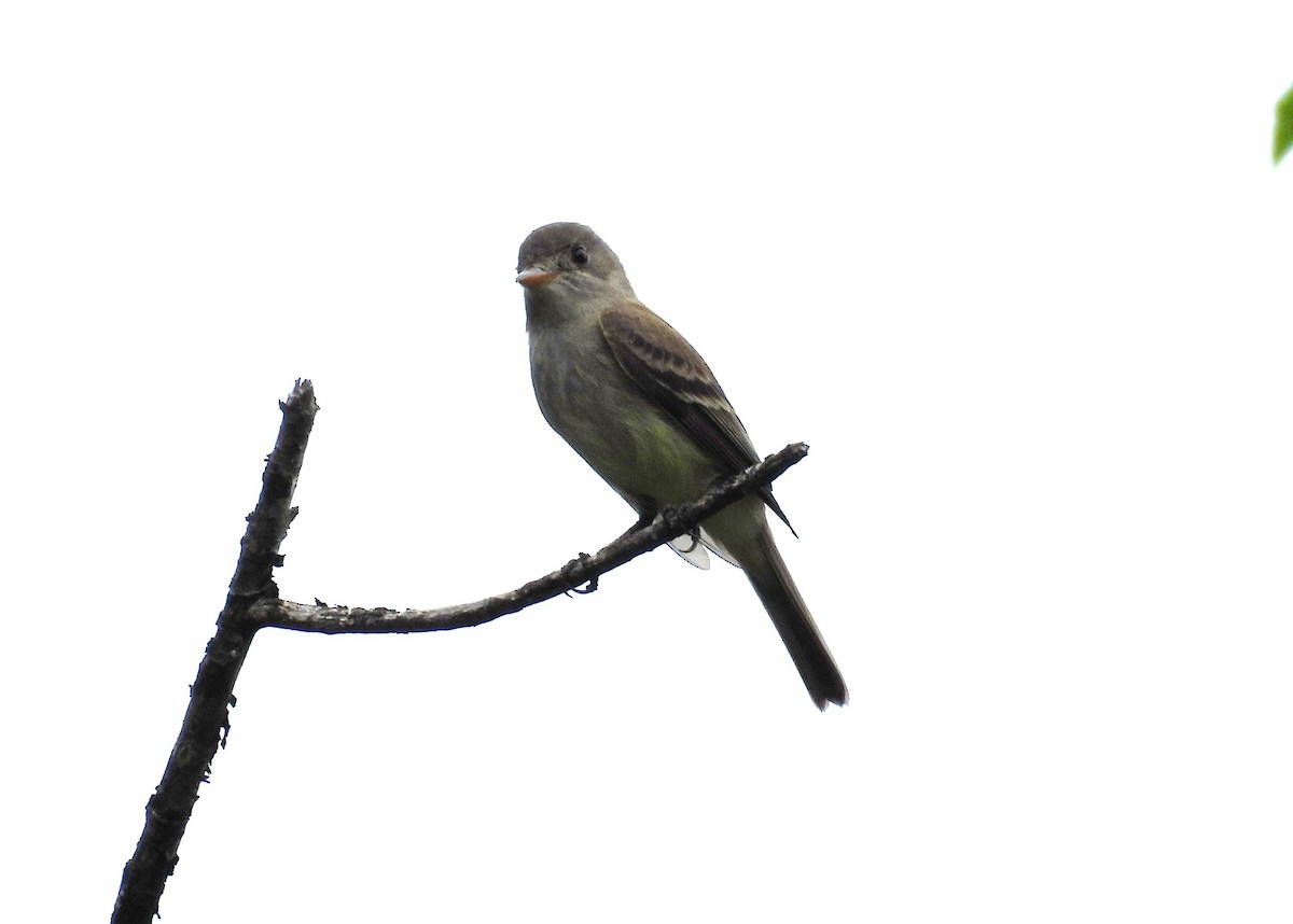 Willow Flycatcher - ML659333613