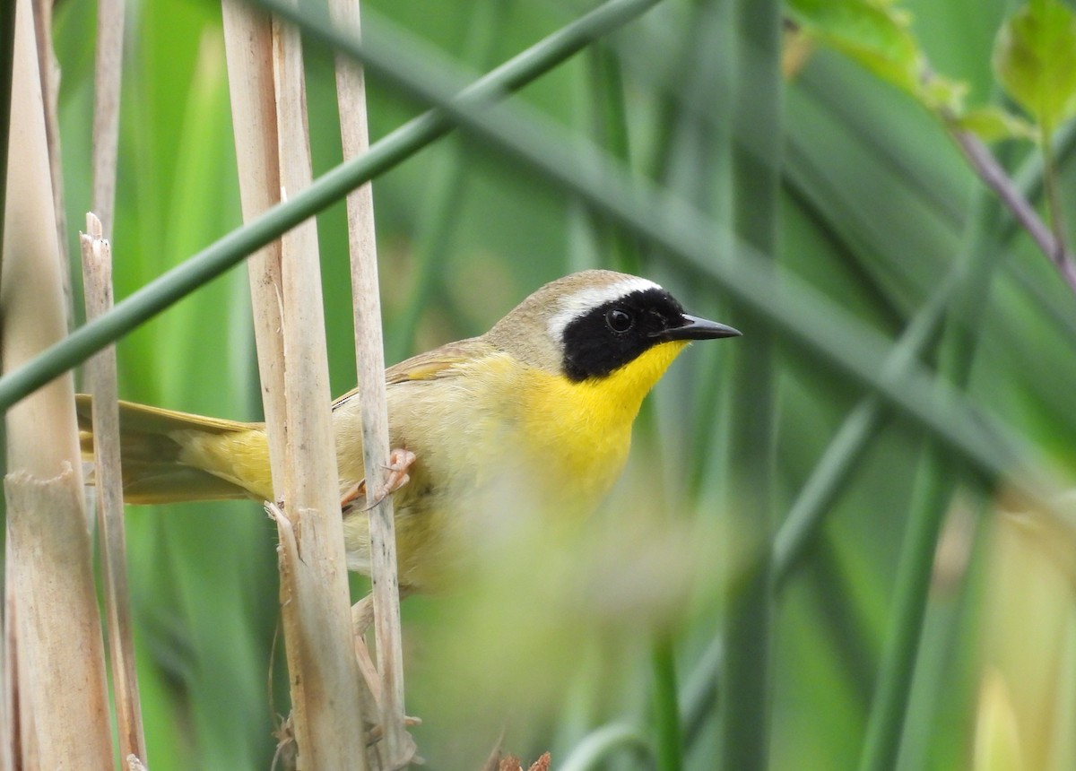 Common Yellowthroat - ML659333637