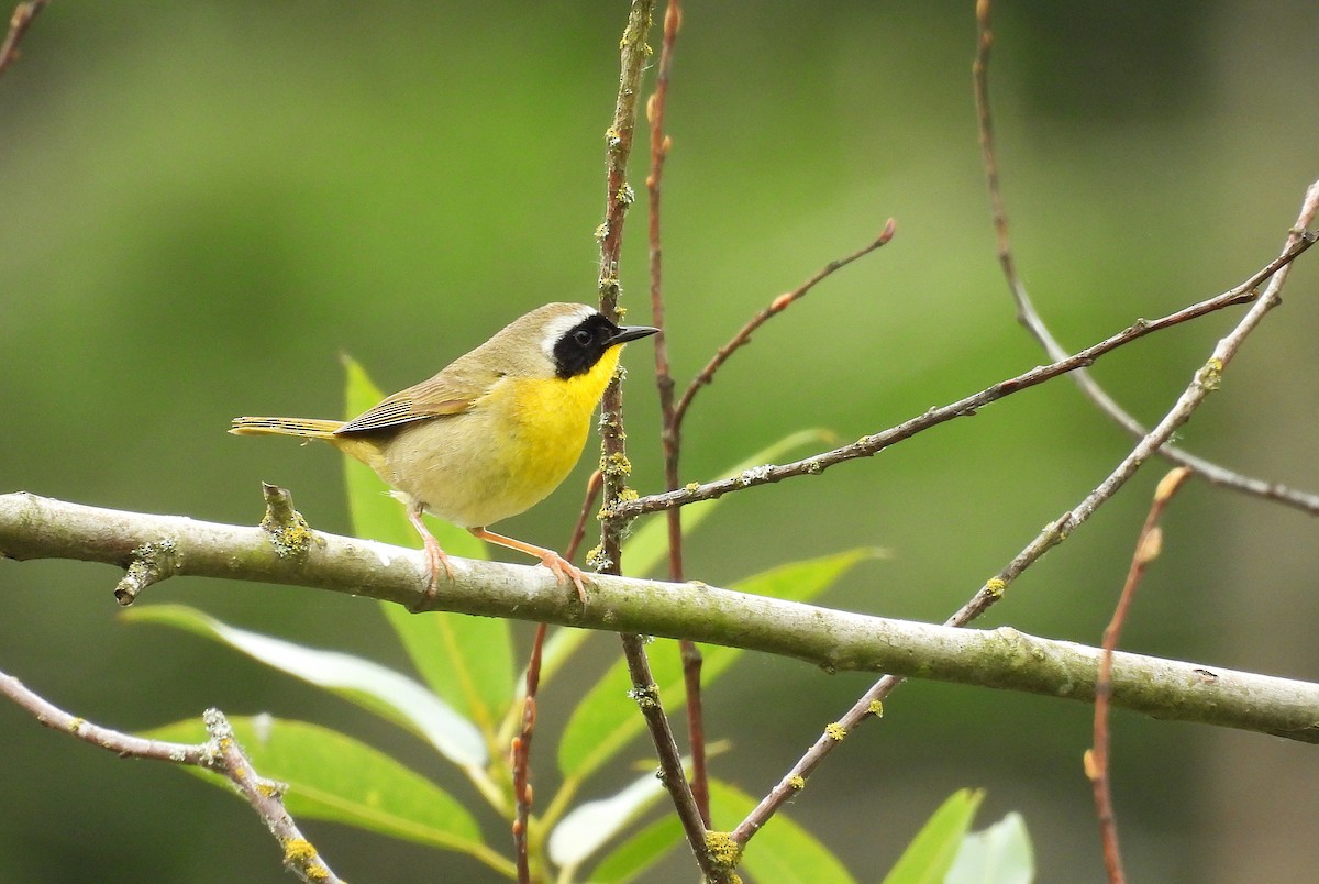 Common Yellowthroat - ML659333638