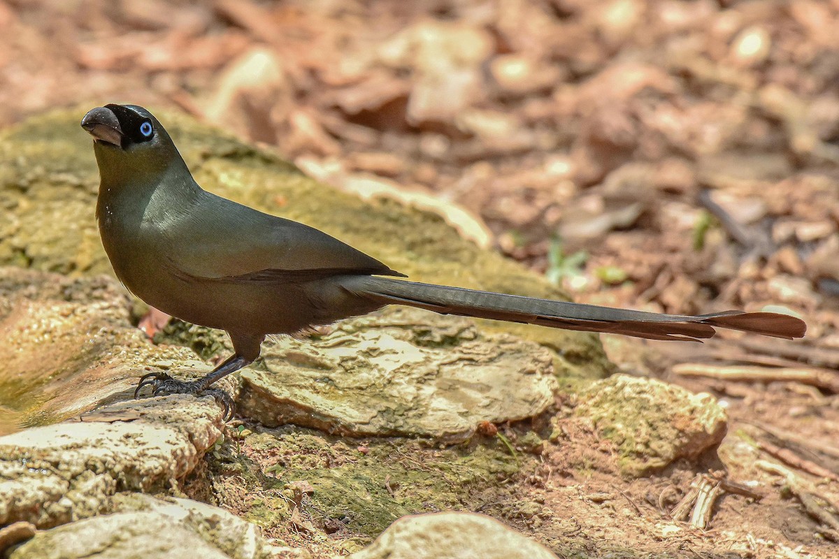 Racket-tailed Treepie - ML659333849