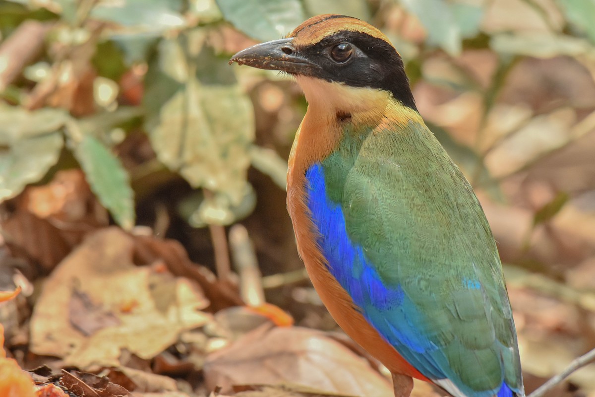 Blue-winged Pitta - ML659333865