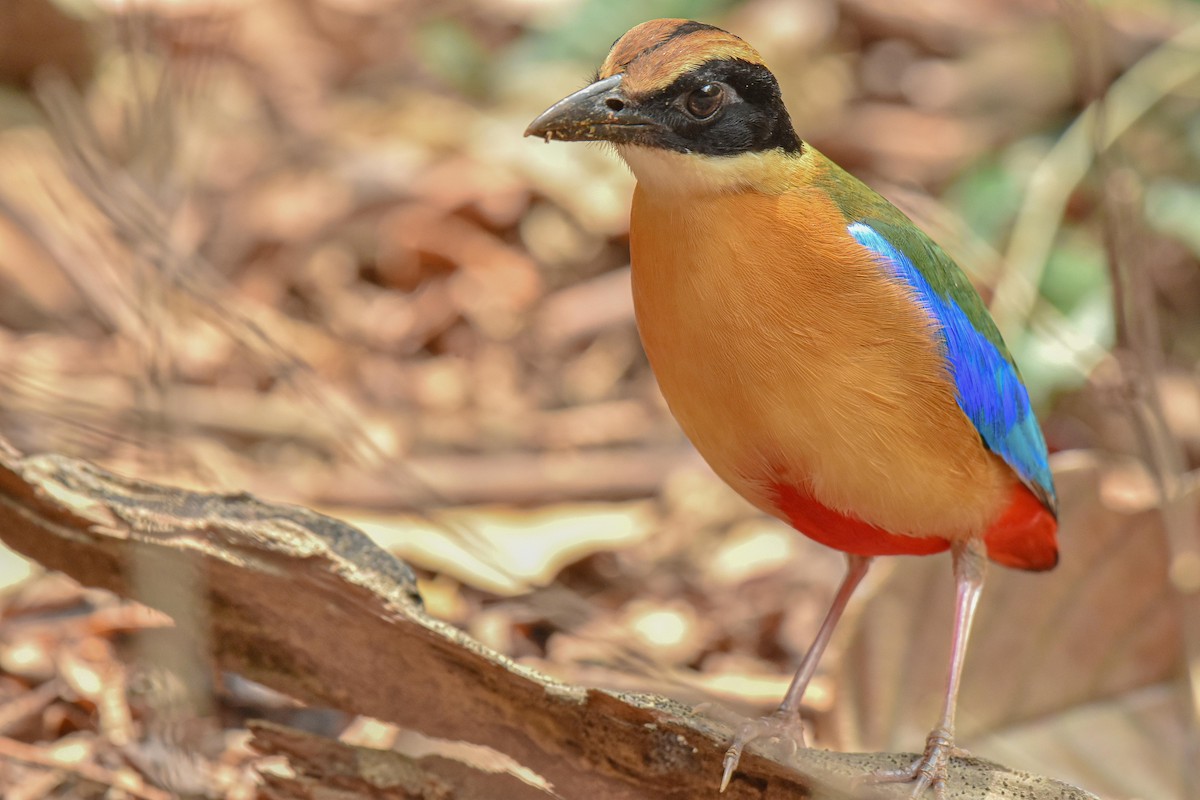 Blue-winged Pitta - ML659333867