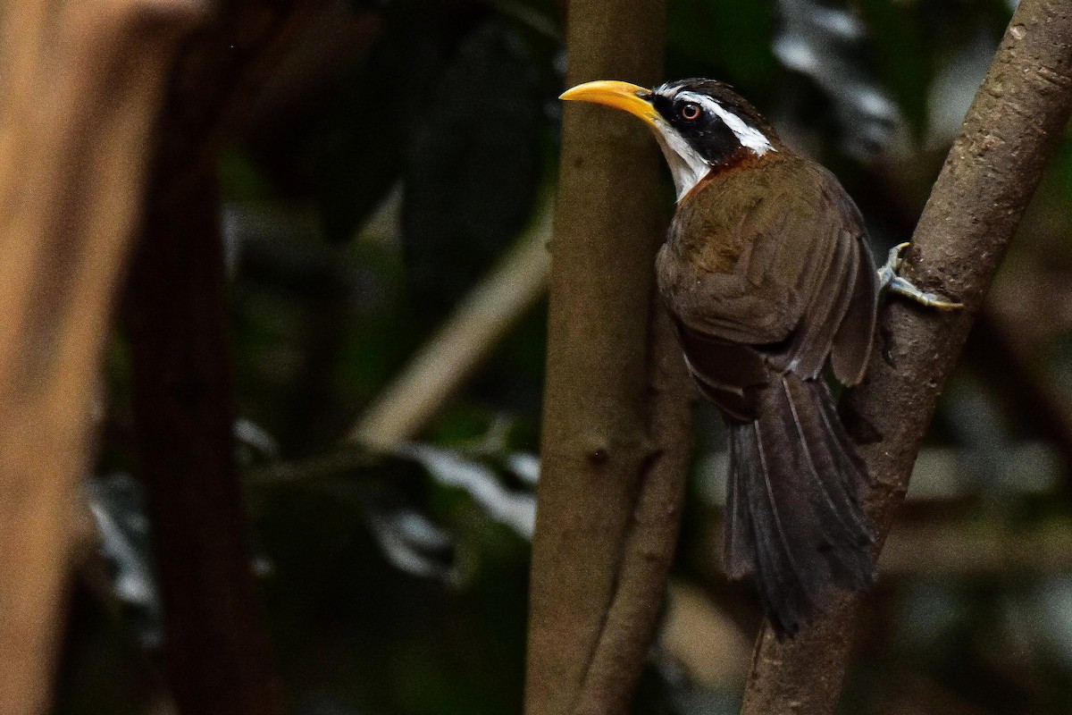 White-browed Scimitar-Babbler - ML659333870