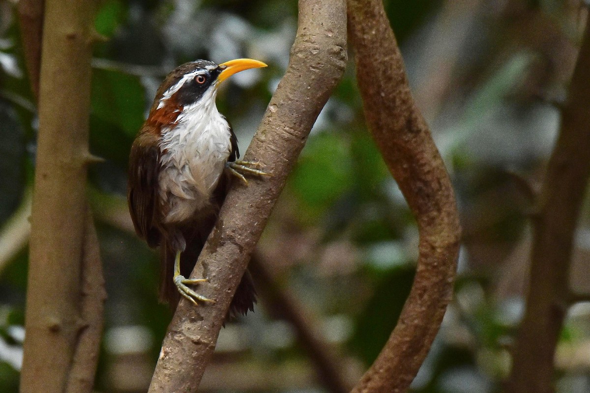 White-browed Scimitar-Babbler - ML659333871