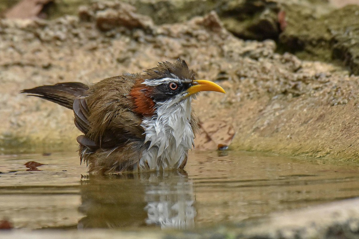 White-browed Scimitar-Babbler - ML659333872