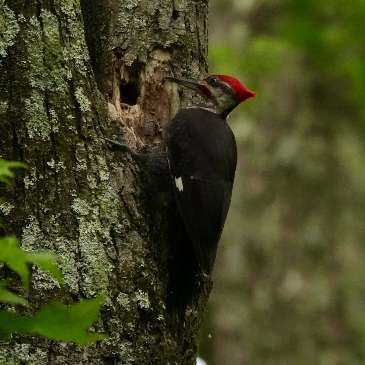 Pileated Woodpecker - ML659333881