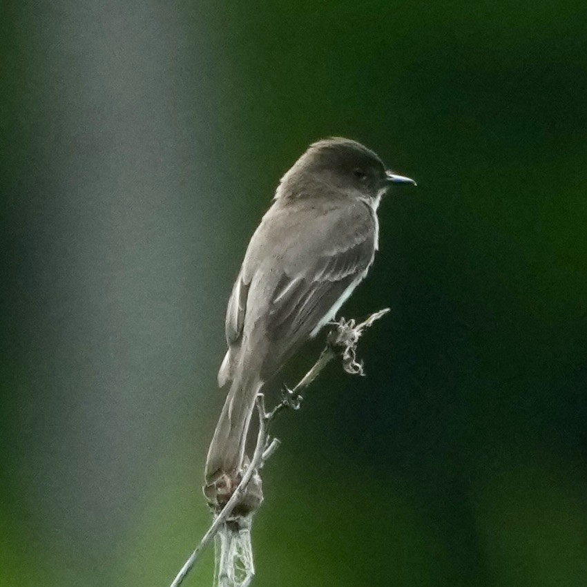 Eastern Phoebe - ML659333908