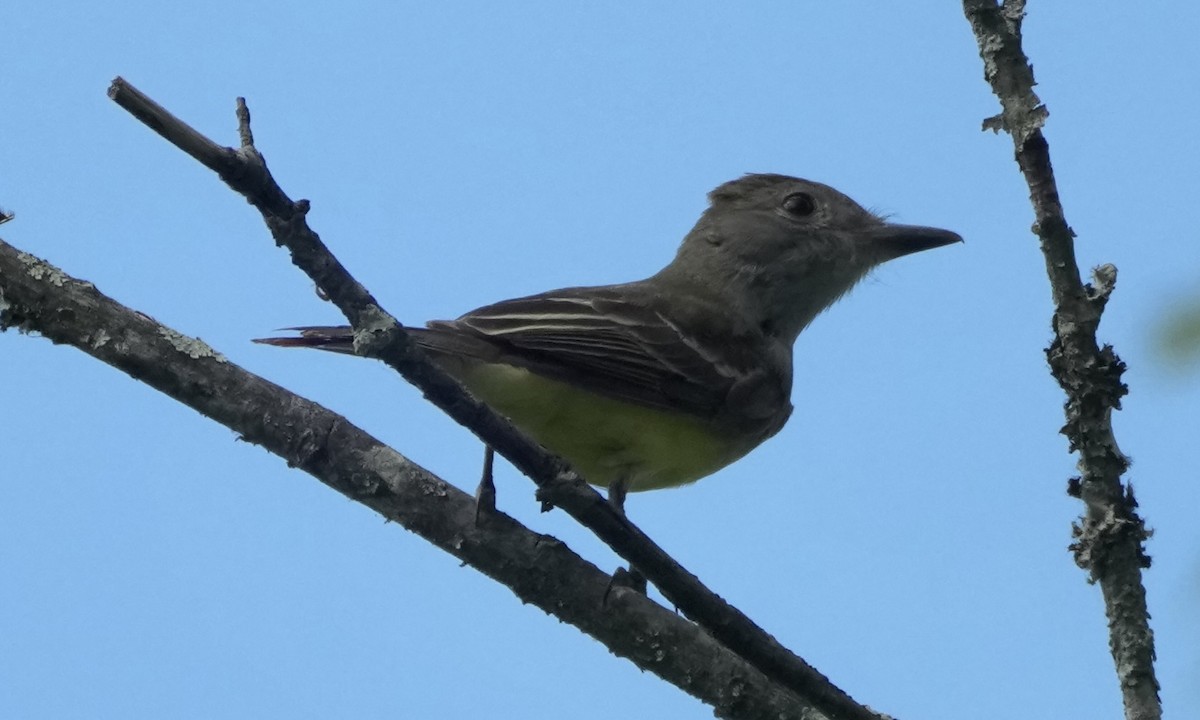 Great Crested Flycatcher - ML659333917
