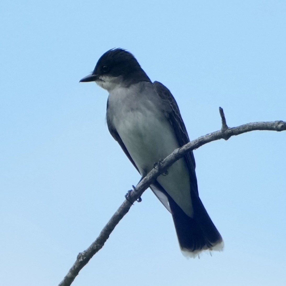 Eastern Kingbird - ML659333920