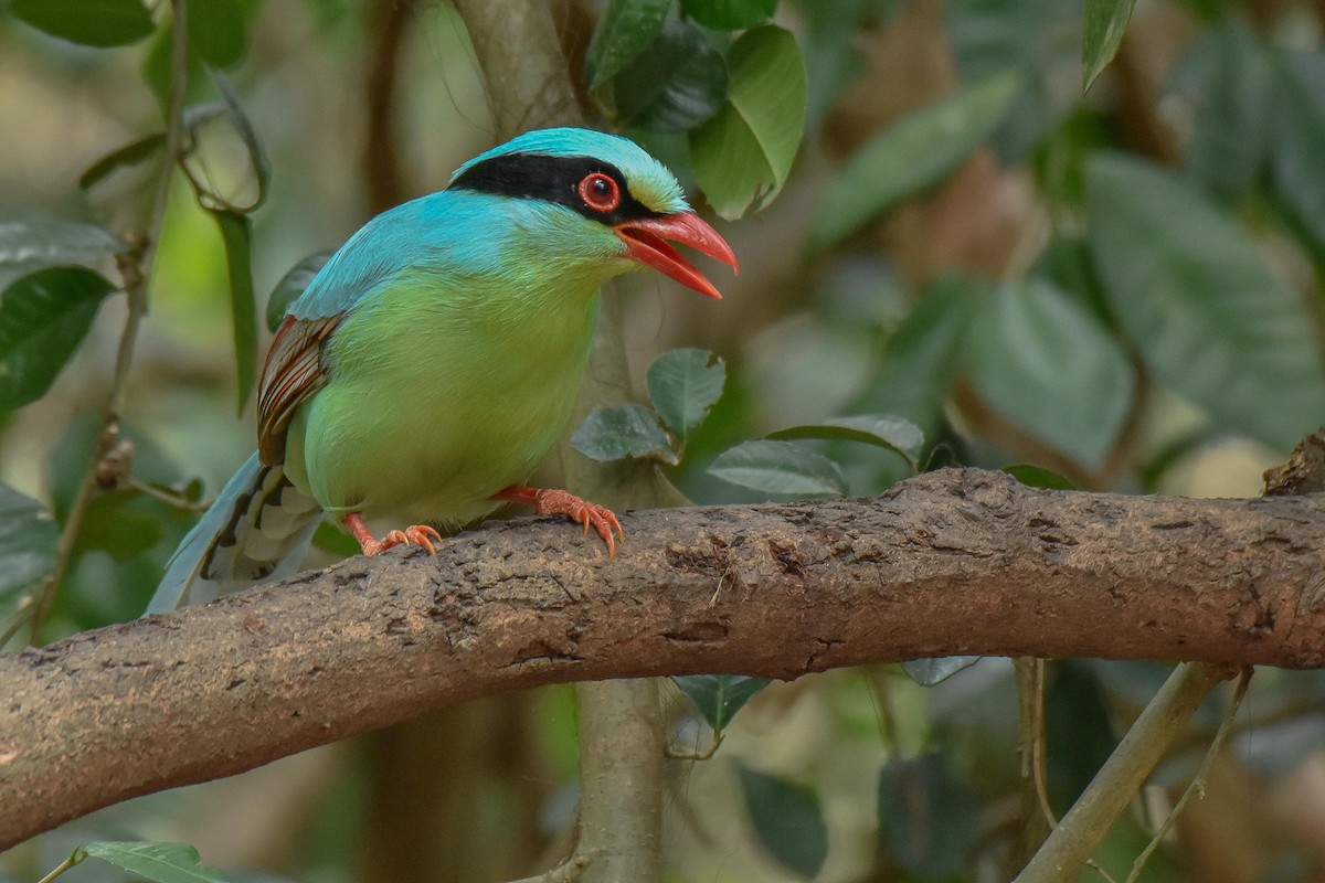 Common Green-Magpie - ML659333941
