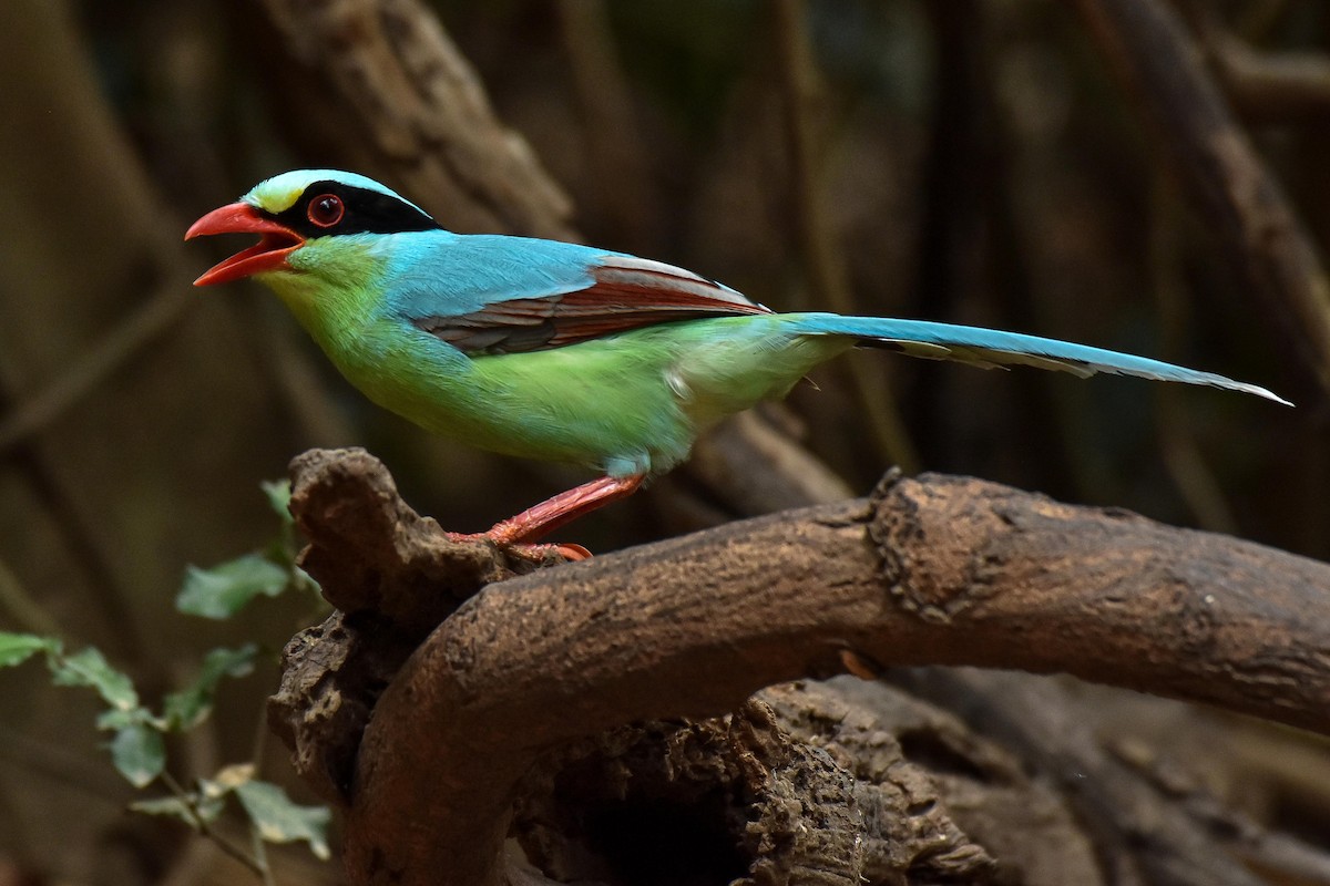 Common Green-Magpie - ML659333942
