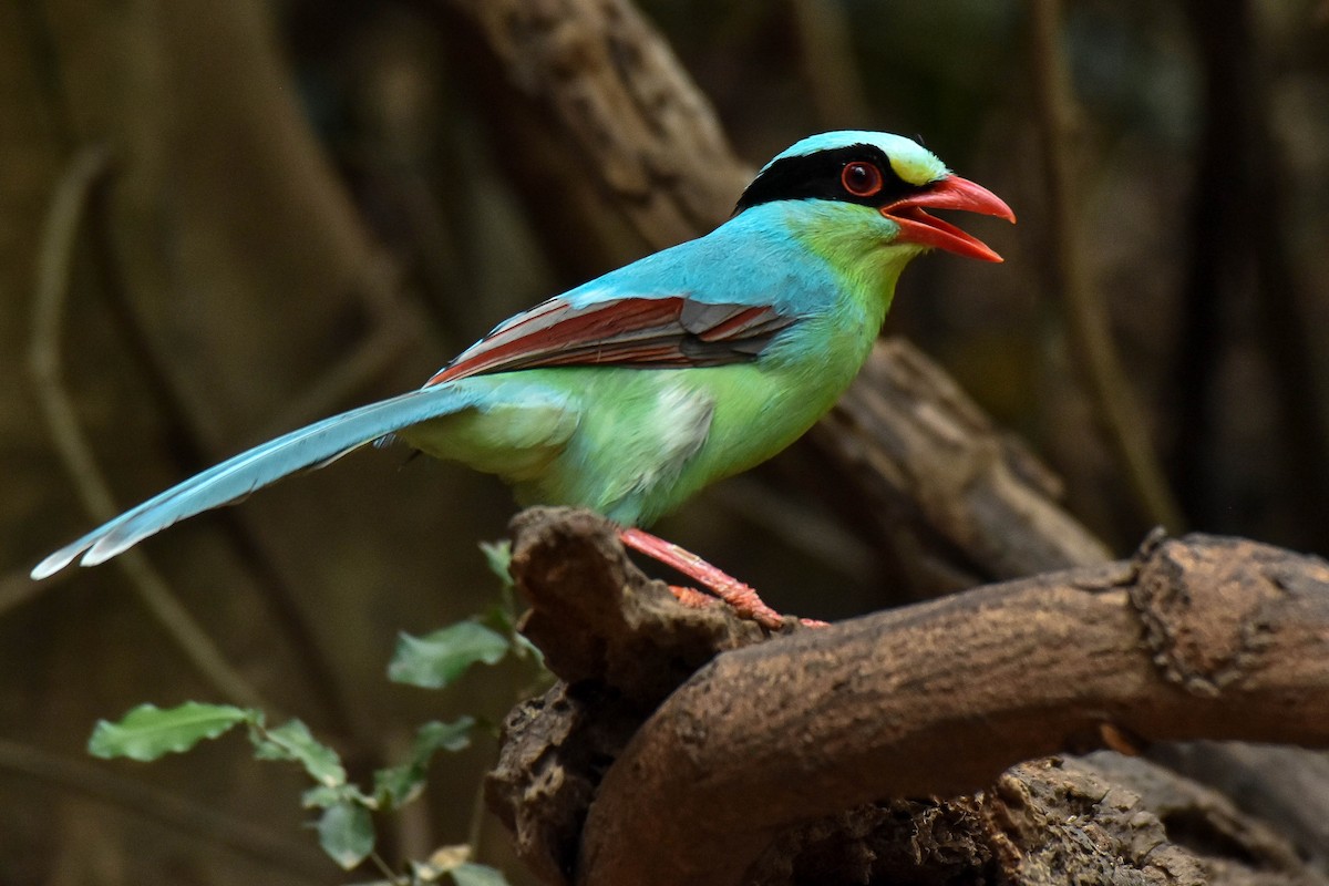 Common Green-Magpie - ML659333943