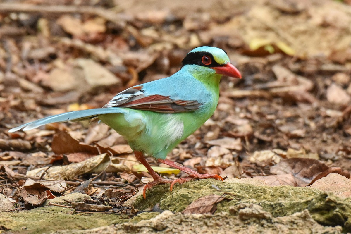 Common Green-Magpie - ML659333944