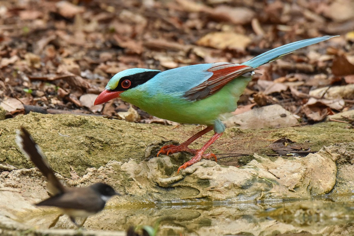Common Green-Magpie - ML659333945