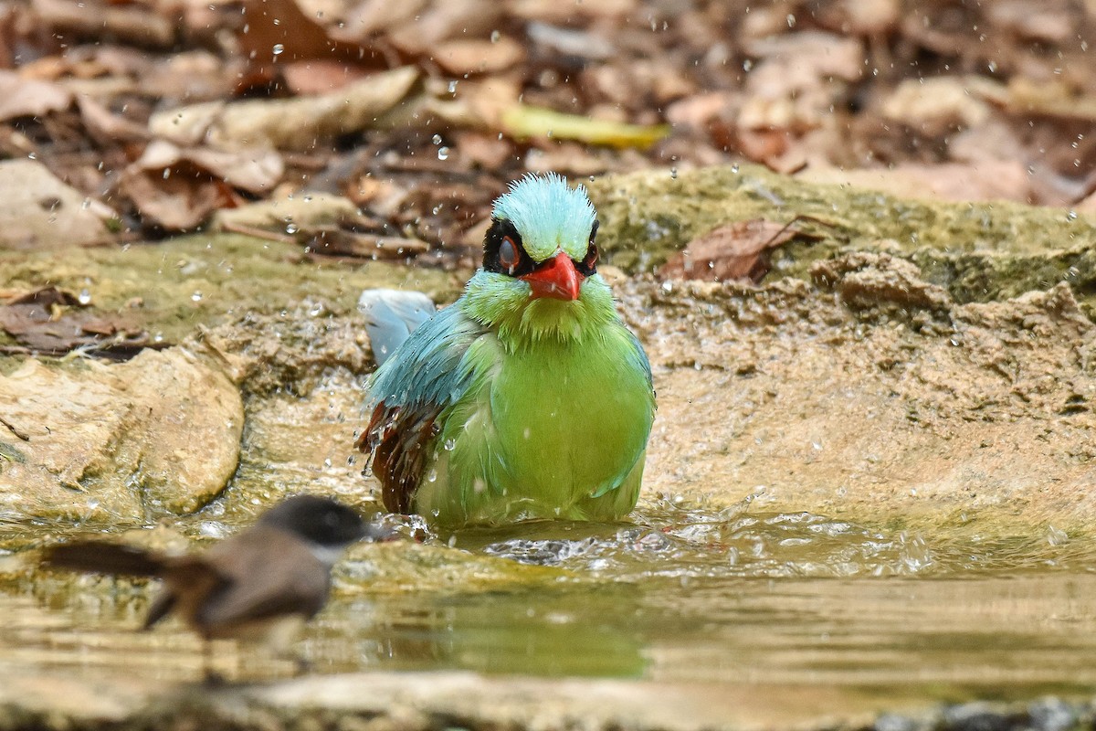 Common Green-Magpie - ML659333946
