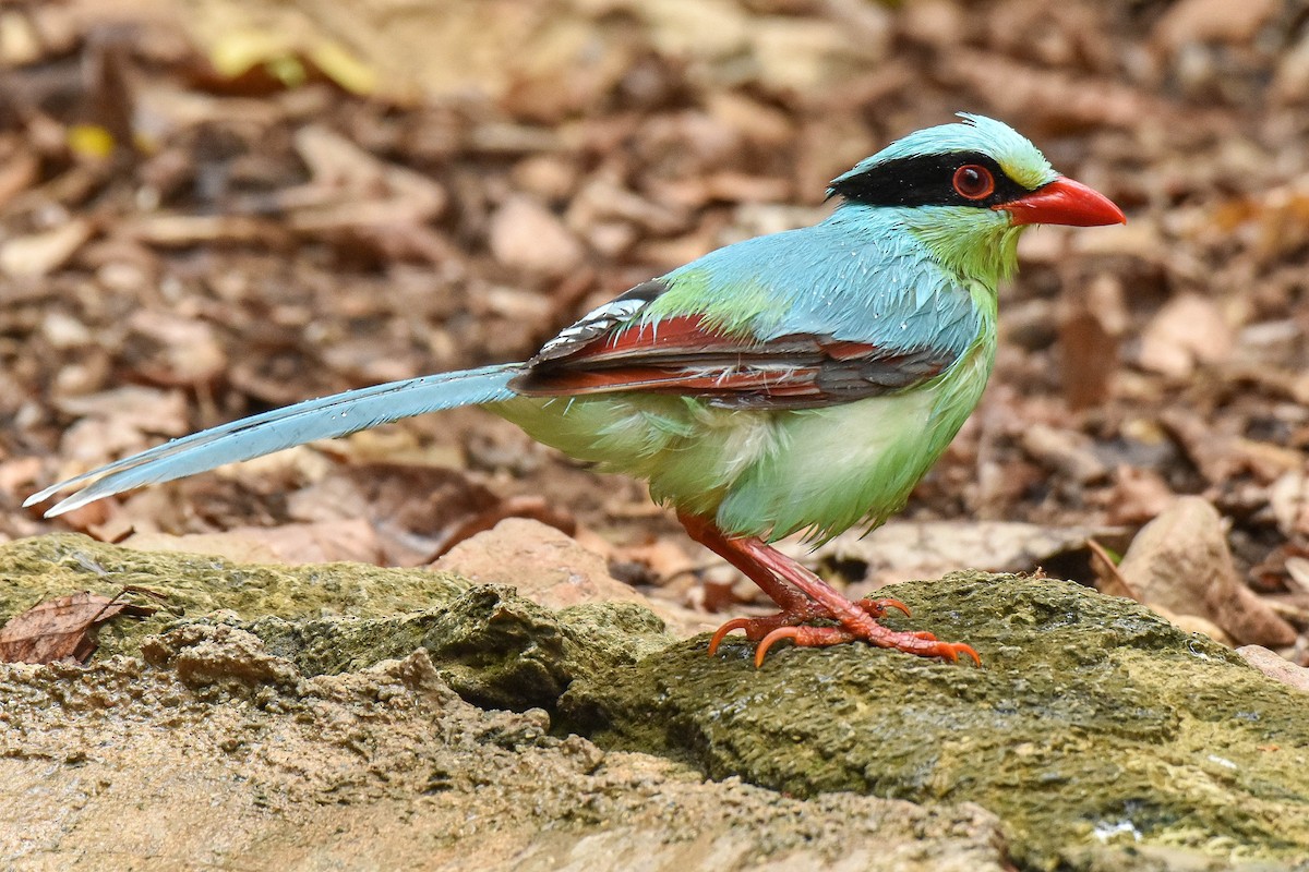 Common Green-Magpie - ML659333947
