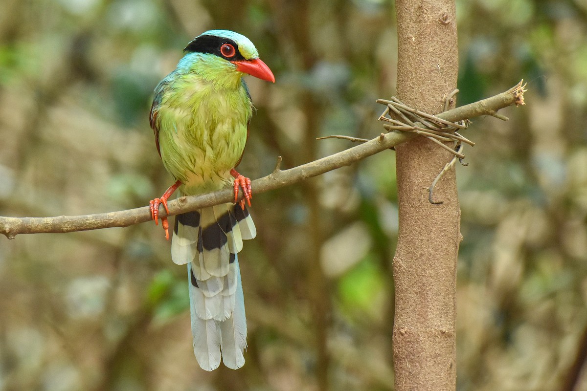 Common Green-Magpie - ML659333948