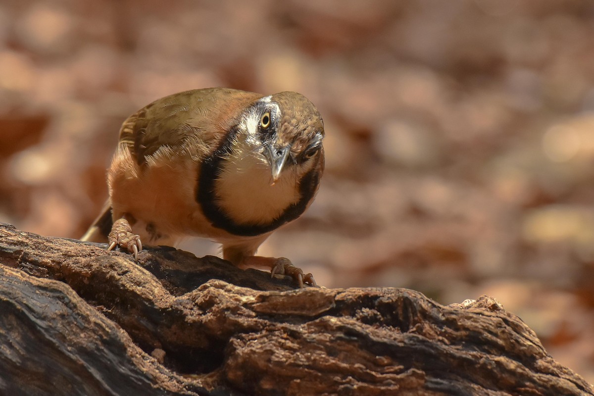 Lesser Necklaced Laughingthrush - ML659333969