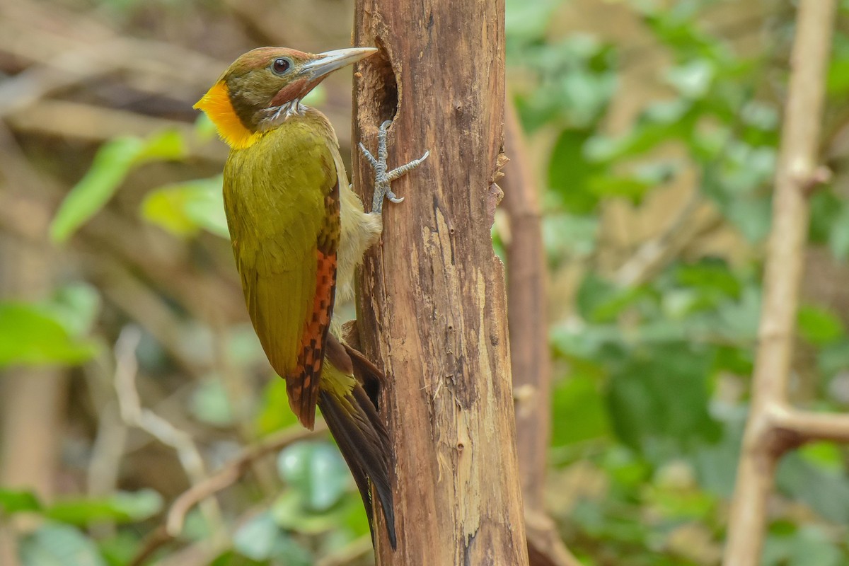 Greater Yellownape - ML659334128