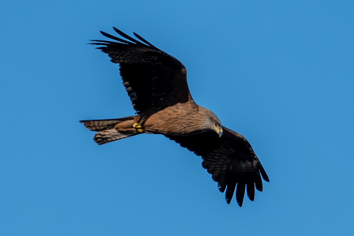 Black Kite - ML659334142
