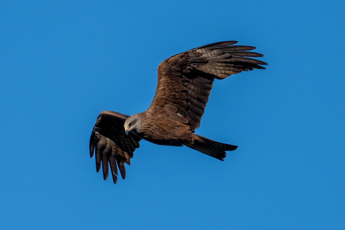 Black Kite - ML659334143
